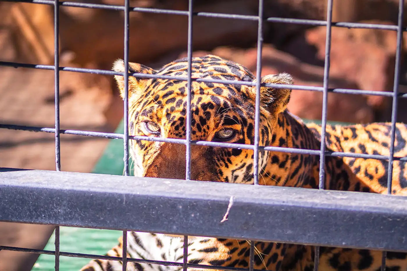 Want to stop illegal wildlife trade? Be more like Malawi