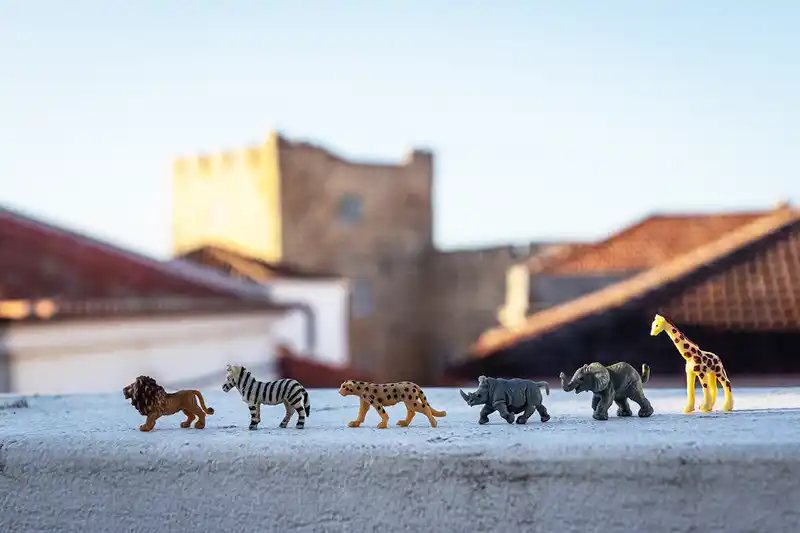Gretta Fenner's quick guide to financial crime in illegal wildlife trade