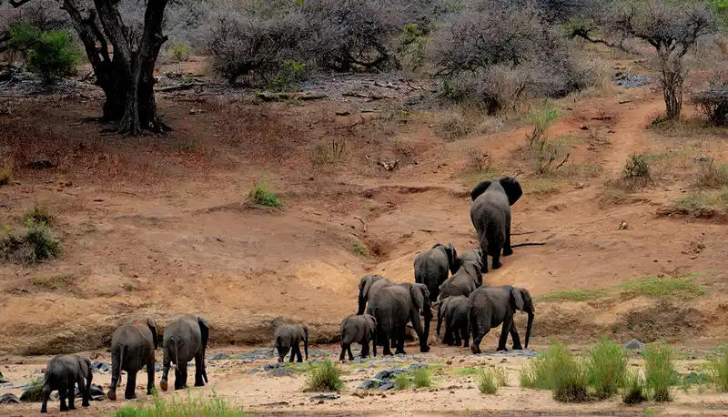 Saba Kassa’s quick guide to drivers and facilitators of wildlife trafficking