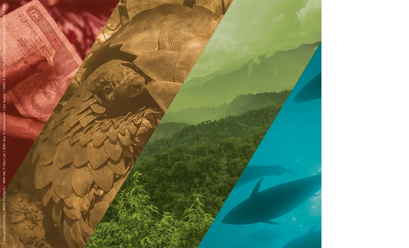 Anti-corruption approaches to protect biodiversity: launch of new Green Corruption collaboration with the TNRC project
