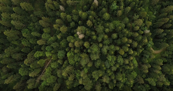 How corruption threatens the forests of Ukraine: launch of Environmental Corruption Deep Dive report
